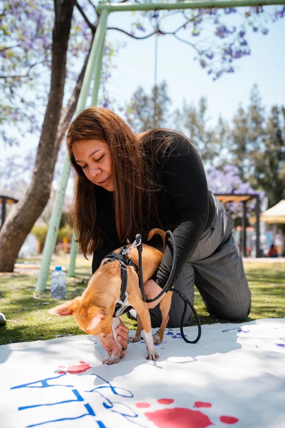 Jornadas de Bienestar Animal del Municipio de Querétaro — imagen 3